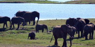 CHOBE: como ir, safári de um dia em Botswana