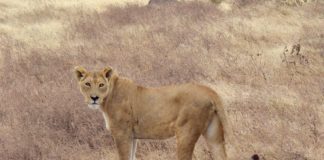 SERENGETI e NGORONGORO: como fazer safári na África