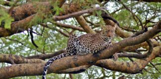 MURCHISON FALLS e KIBALE: o que mais fazer em Uganda, como ir