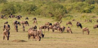 MASAI MARA: como fazer safári na África